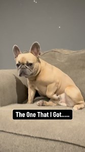 1.6M views · 7.4K reactions | I wonder what their return policy is? #hero #dogtraining #attacktraining #frenchbulldog #petergriffin #reality | somefrenchienamedapollo | Facebook