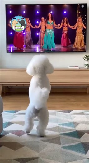He’s Got Better Moves Than Me! 😂 The Dancing Bichon Challenge