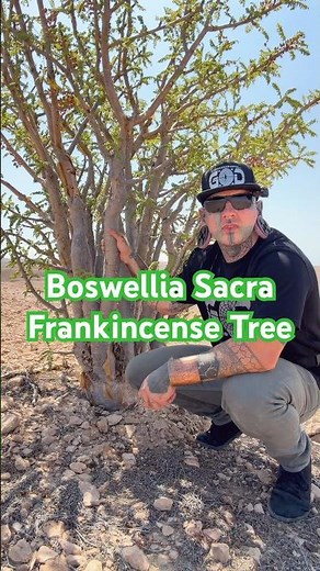 Boswellia Sacra