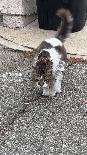 Declawed Cat Finds Safety and Healing