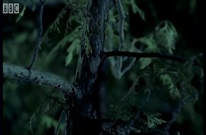 Stunning footage of flying squirrels.