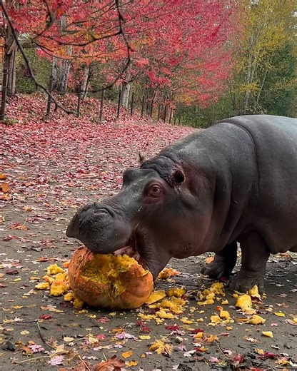 37K views · 86 reactions | Greater Vancouver Zoo on Reels | Facebook