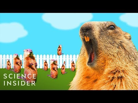 Why Groundhogs Are So Hard To Get Rid Of