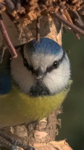 It Stopped… And Just Listened 👀🐦 #wildlife #nature