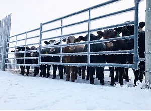 Beef Market Update: Digesting data, lighter carcass weights, and enduring frigid temperatures