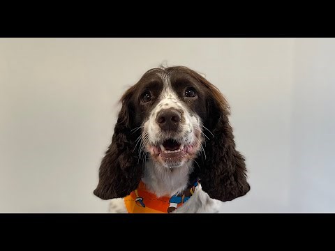 Springer Spaniel Full Groom | Dog Grooming