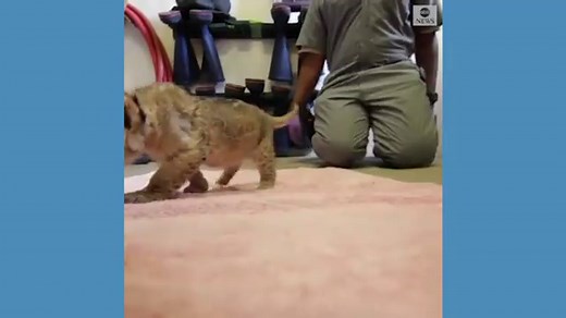 3 lion cubs born in Texas zoo