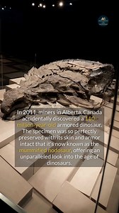 A 110-million-year-old dinosaur mummy was found perfectly preserved in Canada. | Archaeology and Lost Civilizations
