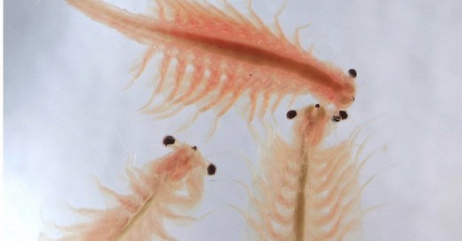 Sea-Monkey Lifespan: How Long Do Sea-Monkeys Live?