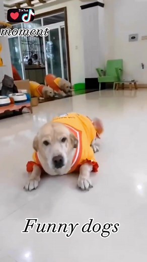 #CapCut #dog #tiktok #dogsoftiktok #foryou #fyp #adorable