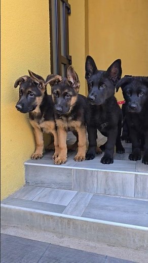 K9 babies. Super German Shepherd puppies, working line. Odessa, Ukraine.