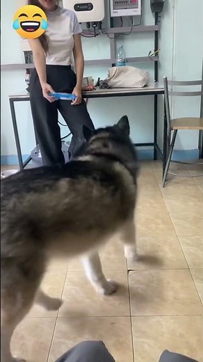 How to Train Your Dog at Home | Easy Dog Training Tips for Beginners