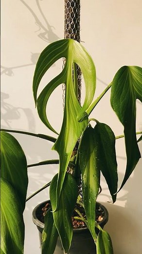 Monstera Burle Marx Flame