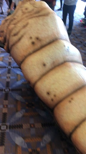 Mothra Larva costume at G-Fest #gfest #gfest2023 #godzilla #mothra #mothra1992 #mothralarva #mothraqueenofthemonsters #godzillaandmothra