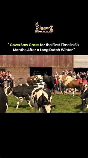 Knowledge Matrix on Instagram: "After six long months indoors through the Dutch winter, the cows are finally released back into the fields, their first taste of sunlight and fresh grass. They run, jump, and kick their legs in pure joy, celebrating freedom under the open sky. At farmer Oosterhof’s in Drachten, the cows were allowed out of the barn again on Sunday, and they almost danced with joy as they went outside. This yearly event marks the start of the grazing season in the Netherlands. Abou