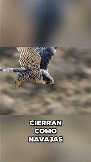 Halcón Peregrino: ¡El Rey del Picado! 300 km/h #shorts