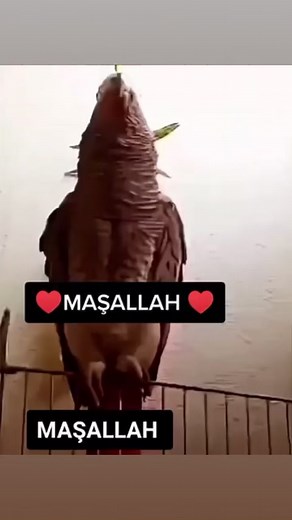 #AmaZing | Represent Islam