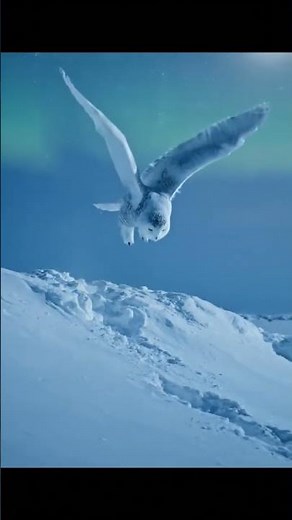 The Arctic Ghost: How the Snowy Owl Hunts in Total Silence