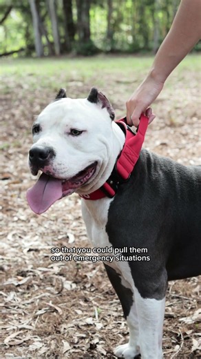 Most dog collars aren't built for powerful breeds.\nPlastic buckles crack.\n\nThin collars dig into th