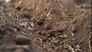 Planting saffron bulbs in the soil close-up. Spice growing