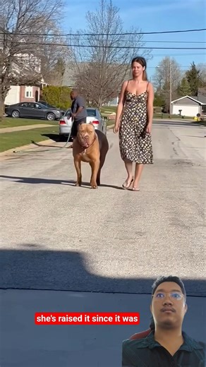 MONSTER DOG! 🐕😱 This Massive Beast Is Truly Terrifying! 🔥 Pure Power! ✨ #Shorts #GiantDog