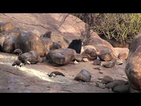 Sloth Bear family in the wild in India: Daroji Sloth Bear Sanctuary