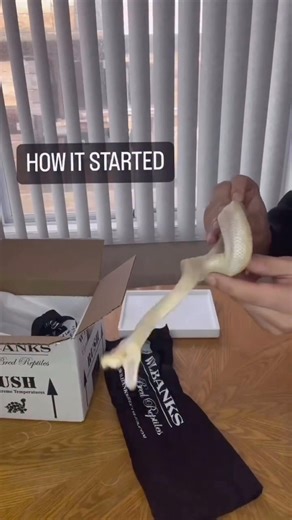 How it started vs How it’s going with my Ball Python