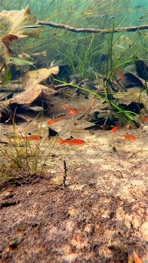 This is a 100% Nature Aquarium