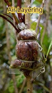 Mango Plant Air Layering !! #shorts #mango #airlayering