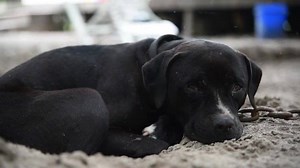 429 reactions · 116 shares | Summer is one of the most dangerous times of year for abandoned and neglected animals, and some may not survive in the sweltering heat. Your urgent support can help with our critical rescue operations. Donate now. | ASPCA | Facebook