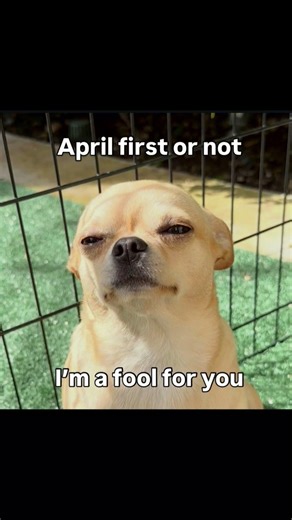 April 1st Confession Gone Wrong 😂 | Fool For You Meme 🐶💀 #Shorts #trending