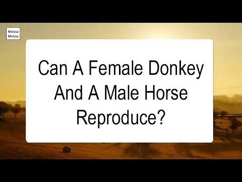 Can A Female Donkey And A Male Horse Reproduce