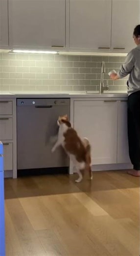 When the Cat Clocks In for Work 🐈