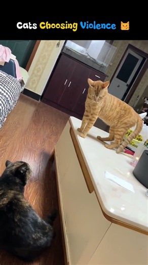 Best Funny Cat Fights Compilation 😭