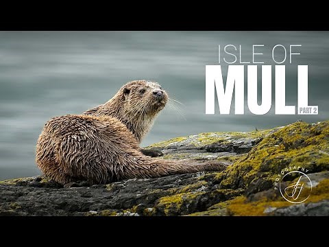 Wildlife Photography on Mull || Eagles & Otters || Part 2 || 4K