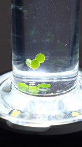 1.2M views · 48K reactions | You Can See Photosynthesis?!  | The Action Lab | Facebook
