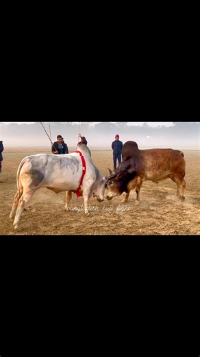 আজকের ফাড়ি মাইর চাইয়ারা বনাম লাল বাদশা বিজয়ি - চাইয়ারা #reelsvideoシ #reelsviralシ #shortsreels #viralreelsシ #foryoupageシforyou #videoシ #fypシ゚viral #highlights | Bangladesh Bull Fight