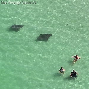 646K views · 18K reactions | Big Rays at the beach in Florida seen swimming close to people. These Spotted Eagle Rays were spotted at the beach near St Petersburg, Florida. These rays get up to 10 feet across and 16 feet long including the tail. Although they can sting they would much rather avoid people. #nature #beach #florida #animals #ocean #wildlife | See Through Canoe | Facebook