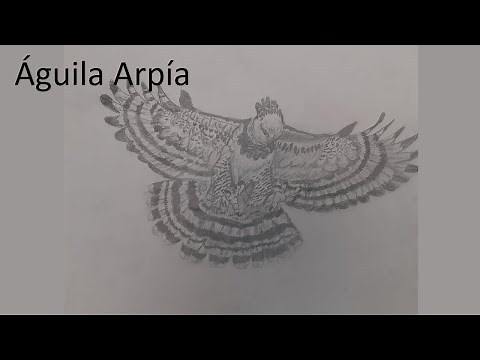 comó dibujar un Águila Arpía