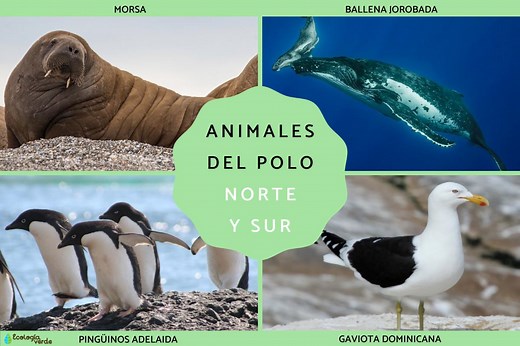 Qué animales viven en el Polo Norte y Sur - Listas con nombres y fotos