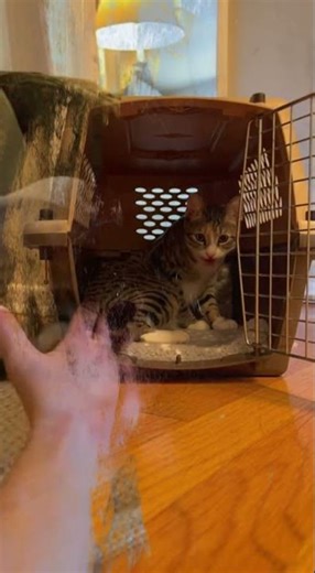 Train Your Cat Without Stress #cat #animalbehavior #funny #catbehavior #catlanguage #cute #cutecat