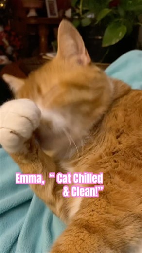 Emma, Power Cat! #catpower#cleancat#smartcat