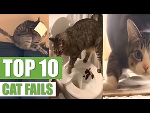 TOP 10 CAT FAILS 2023