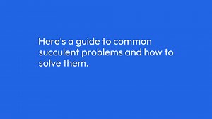 Common Succulent Problems And Solutions