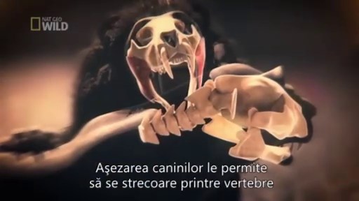 ANIMAL FIGHT CLUB - Nat Geo Wild