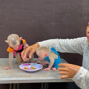 6.5K views · 916 reactions | POrPor And Mado Play Together | India Star News | Facebook