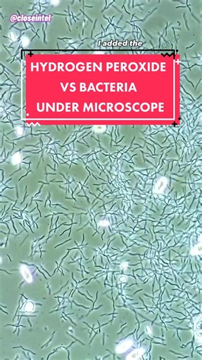 Hydrogen Peroxide vs Bacteria #undermicroscope #microscopy #microscopic #microcosmos #microworld #microbiology #microtok #🔬 #biologytok #h2o2