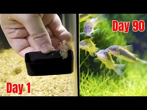 How I Successfully Breed Corydoras Catfish! (Easy Step-by-Step Guide)