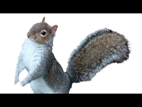 Squirrels, Staples, & Serious talks