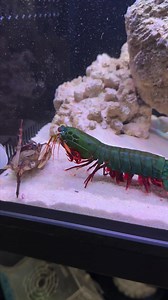 Crazy facts about Mantis Shrimp 🤯slow motion version | Peacock Aquatics